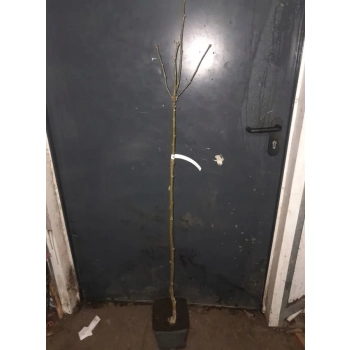 Złotokap szczepiony na pniu kulisty żółty - sadzonki 120 / 140 cm